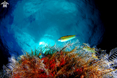 A Turkish wrasse