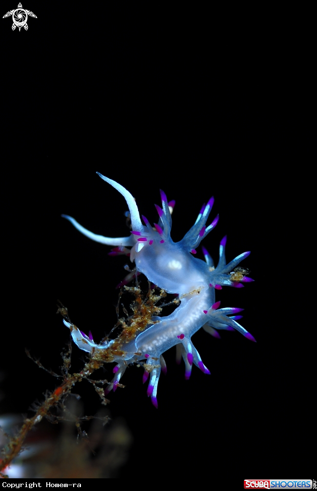 A Nudibranch flabellina
