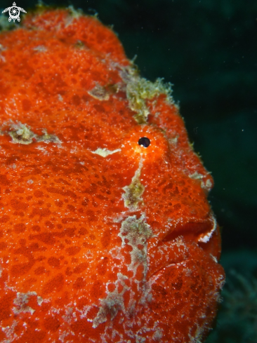 A Frog Fish