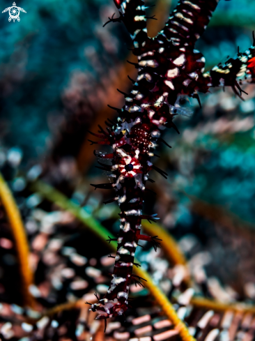 A Solenostomus paradoxus | Ornate Ghost Pipefish