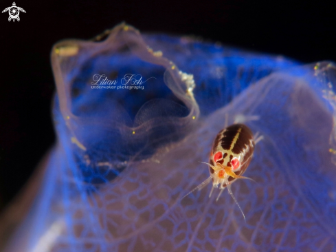A Ladybug Amphipod