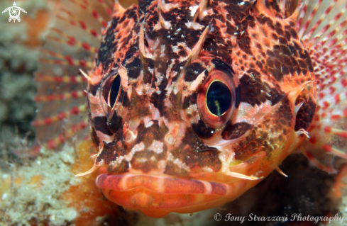 A Scorpaenodes scaber | Pygmy Rock Cod