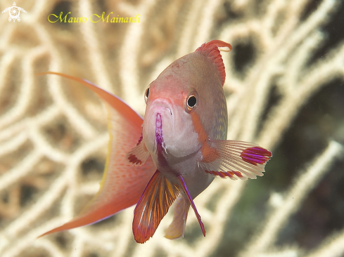 A Anthias male