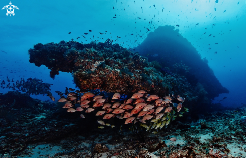 A Red snappers