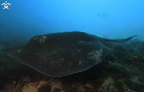 A Bull Ray