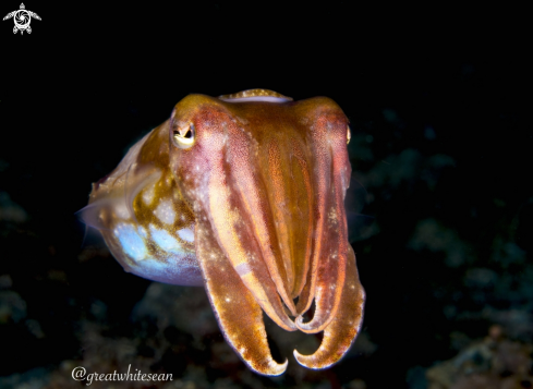 A Cuttlefish