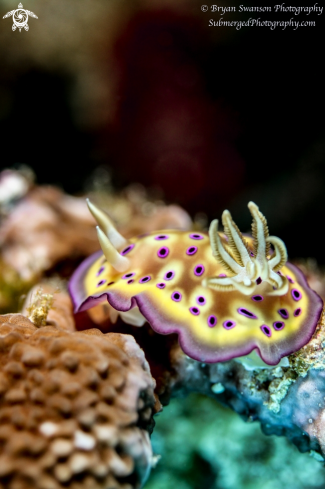 A Chromdois Kuniei | Nudibranch