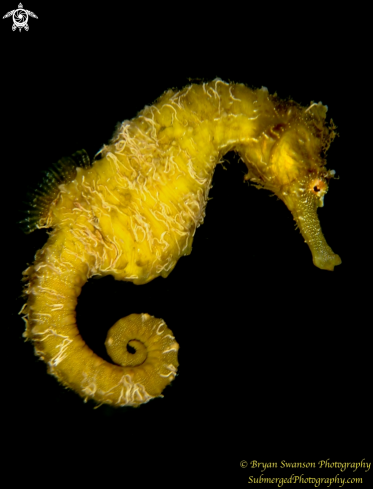 A Hippocampus Erectus | Seahorse