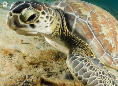 A Green Sea Turtle