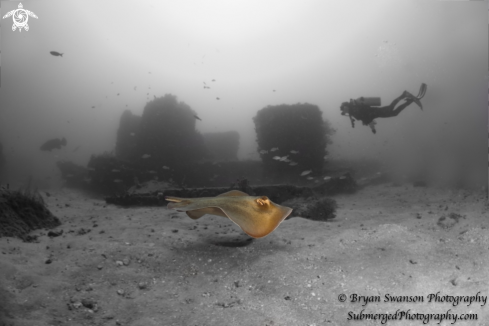 A Dasyatis americana | Southern Stingray