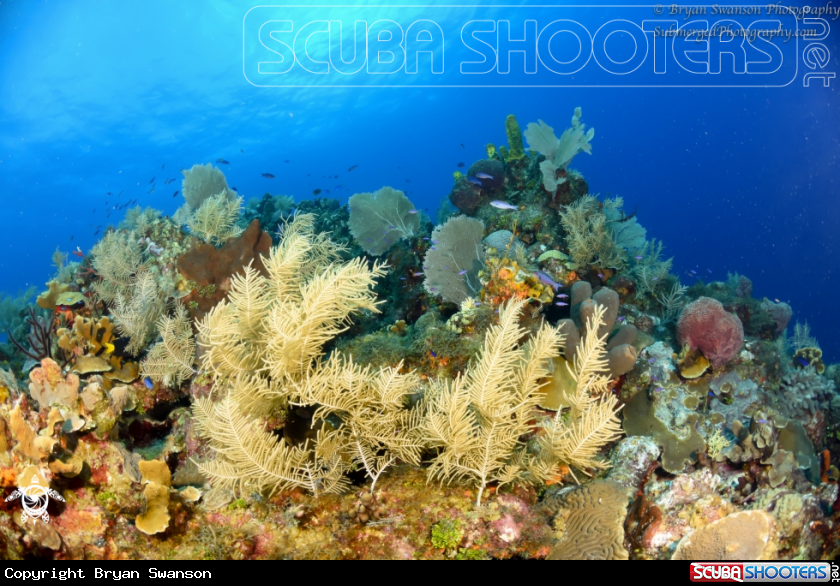A Coral shot