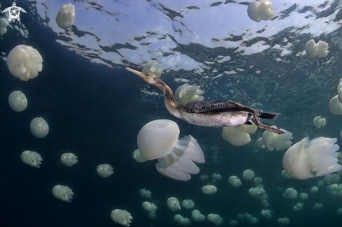 A Socotra Cormorant