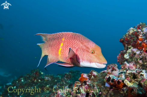 A reef fish