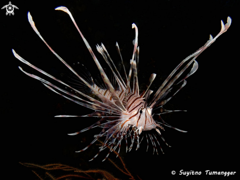 A Lionfish