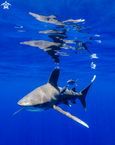 A Oceanic White Tip Shark