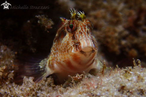 A Parablennius intermedius | Horned Blenny