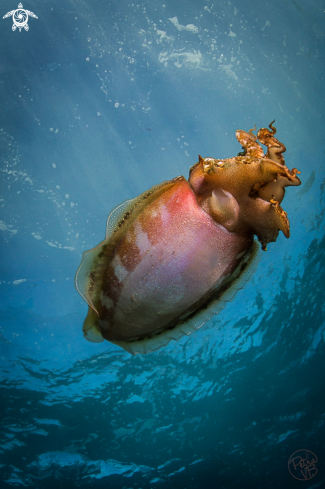 A cuttlefish