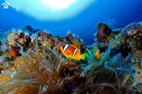 A Amphiprion bicinctus | Pesce Pagliaccio