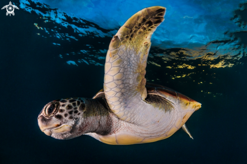 A Chelonia mydas | Green turtle