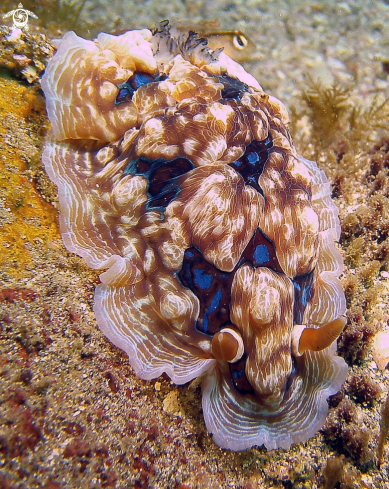 A Nudibranchs