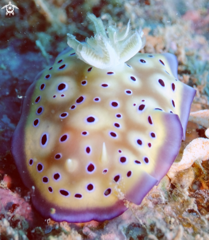 A Nudibranchs