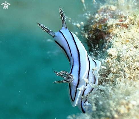 A Nudibranchs