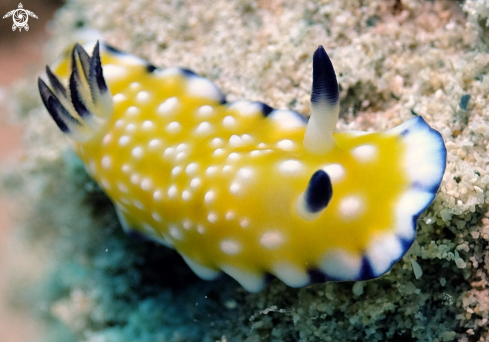 A Nudibranchs