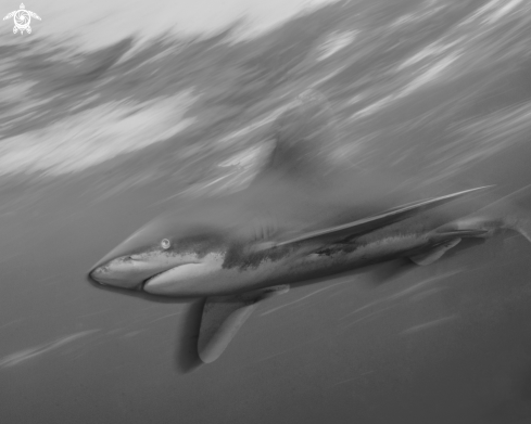 A Carcharhinus longimanus | Oceanic White Tip Shark