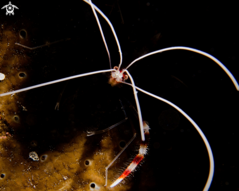 A Spotted Cleaner Shrimp