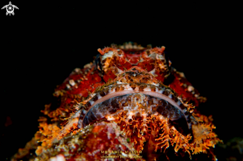 A Scorpion Fish