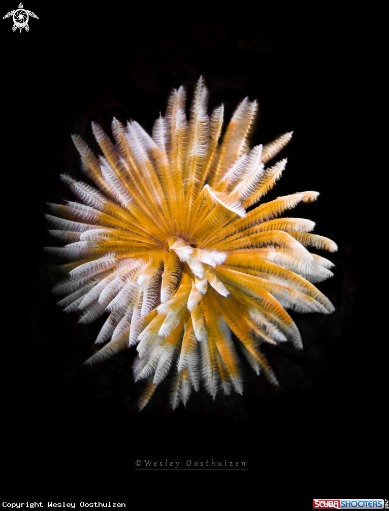 A Feather Duster Worm