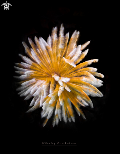 Feather Duster Worm