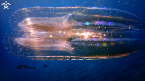 A Ctenophora | Ctenophore