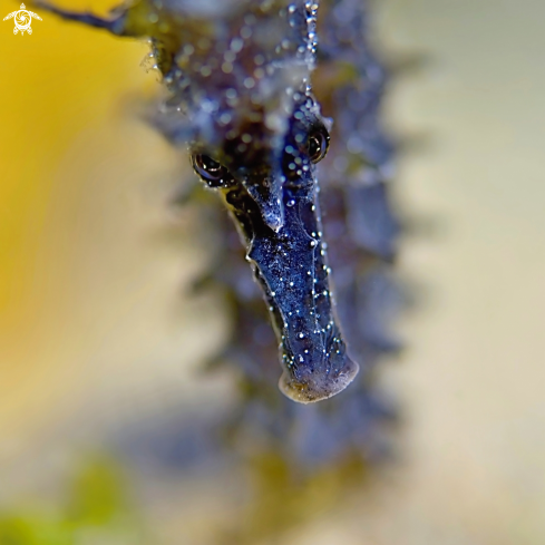 A sea horse