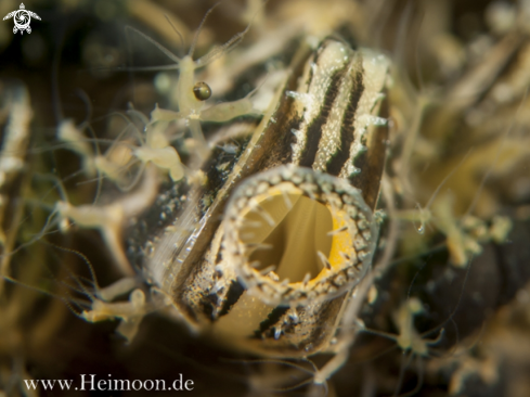 A Süßwasserpolypen (Hydra)  and Wandermuschel (Dreissena polymorpha)