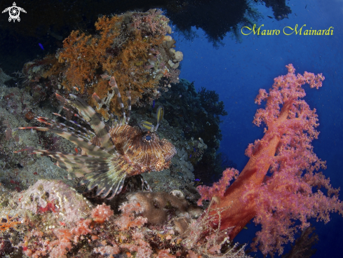 A Lionfish