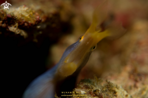 A Rhinomuraena quaesita  | Blue Ribbon Eel