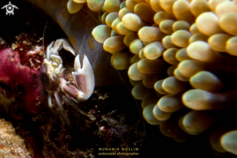 A Crab with sea anemone