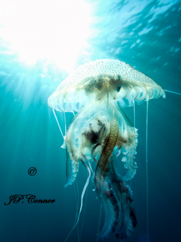 A Pelagia noctiluca | méduse pélagique