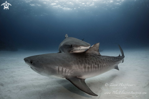 A Tiger Shark