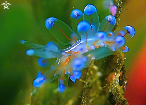 A Janolus | Nudibranch