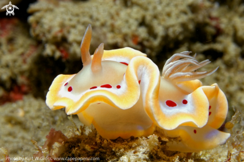 A Glossodoris Cruenta | Nudibranche