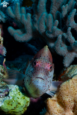 A Blackside hawkfish