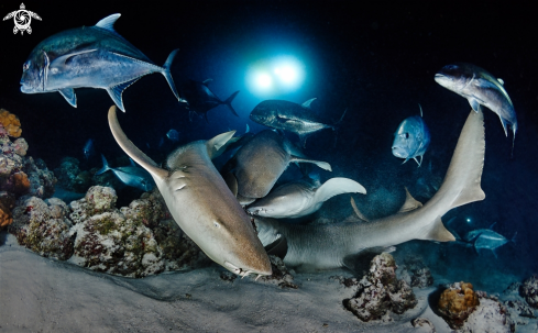 A Nurse Sharks & Jacks