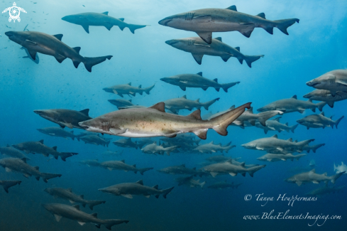 A Sand Tiger 