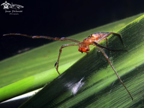 A Argyroneta aquatica | Vodeni pauk / Water spider