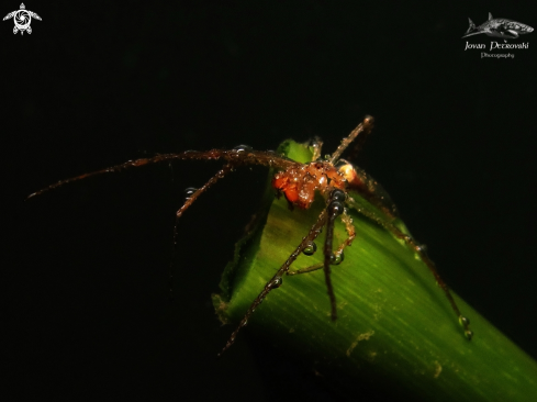 A Argyroneta aquatica | Vodeni pauk / Water spider