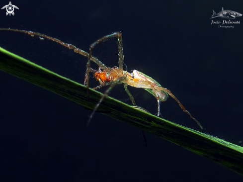 A Argyroneta aquatica | Vodeni pauk / Water spider