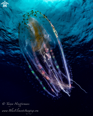 Comb jelly