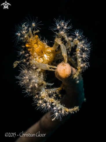 A Achaeus spinosus | Spider crab